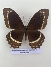 Entomologie papilio canopus gebraucht kaufen  Marienmünster