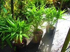 3ft inc. pot for sale  OXFORD