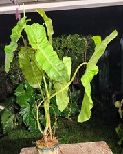 plant 5 for sale plant 5 for sale Hollywood