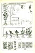 Antique document botany d'occasion  Expédié en Belgium