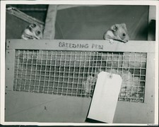 1950 photo hamsters for sale 1950 photo hamsters for sale  Germantown