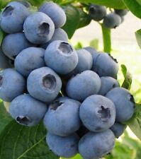 Blueberry plants chandler for sale  HUNTINGDON