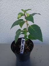 Fuchsie heri mochara gebraucht kaufen  Westerheim