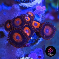 Orange oxide zoa for sale  STOCKPORT