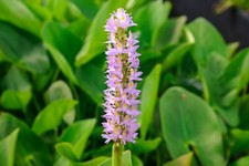 Pink flower pickerel for sale  Fairdale