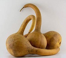 Gourd seed large for sale  Shipshewana