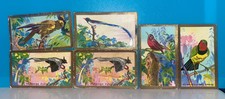 Cavanders foreign birds for sale  AYLESFORD