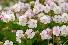Geranium cantabrigiense biokov gebraucht kaufen  Goch
