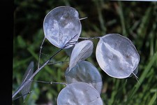 Samen silberblatt lunaria gebraucht kaufen  Werl