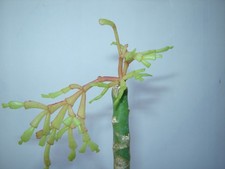 Christmas cactus schlumbergera for sale  San Jose
