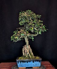 Bonsai chinesische ulme gebraucht kaufen Bonsai chinesische ulme gebraucht kaufen  Bielefeld