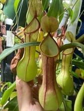 Nepenthes graciliflora tropica for sale  Oliver Springs