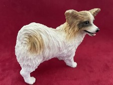 Papillon brown white for sale  San Jose