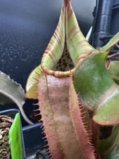Nepenthes veitchii car for sale  Little Elm