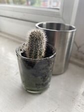 Baby cactus plants for sale  MANCHESTER