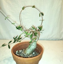Fockea edulis nicely for sale  Cleveland