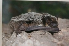 Fledermäuse fledertiere postk gebraucht kaufen  Oldenburg in Holstein