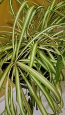 Large spider plants for sale  Fort Lauderdale