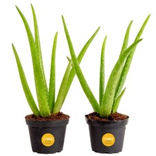 Aloe vera live for sale  Brentwood