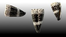 Conidae conus vidua usato Conidae conus vidua usato  Roma