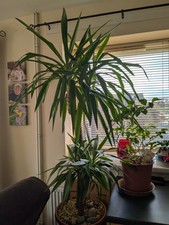 6ft tall yucca for sale  BARRY