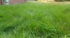 Emerald zoysia grass for sale  USA