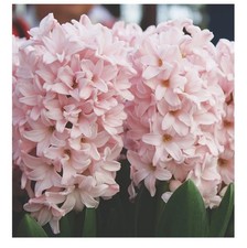 Pink elephant hyacinth for sale  Whittemore