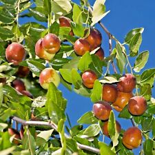 chinese jujube for sale  Marietta