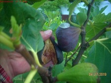 Fig tree cuttings for sale  Willingboro