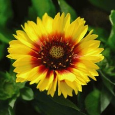 Summer bedding plants for sale  IPSWICH