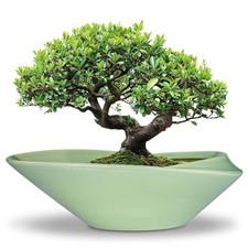 Inch ceramic bonsai for sale  North Bend