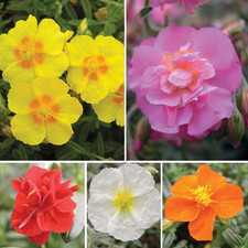 Helianthemum mixed collection for sale  UK