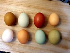 Oeufs fécondés choix d'occasion  Chemillé