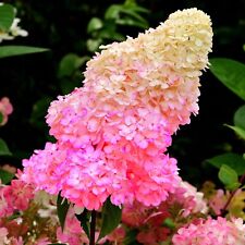 Hydrangea paniculata fraise for sale  BALLYMENA