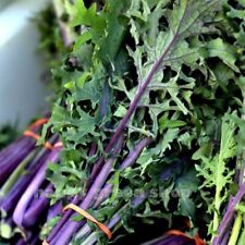 500 kale red for sale  Houma