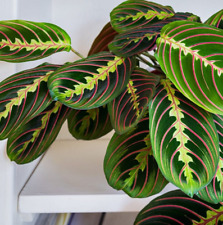 Prayer plant maranta for sale  NORTHWICH