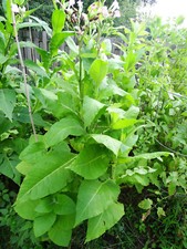 Del gold tobacco for sale  Philadelphia