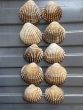 Cockle shells for sale  BOURNEMOUTH