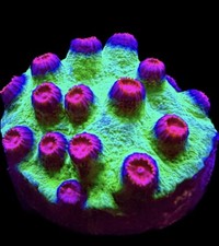 Live coral cyphastrea for sale  Tampa