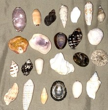 Hawaiian seashells genuine for sale  Kapaa
