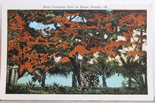 Florida royal poinciana for sale  Wilmington