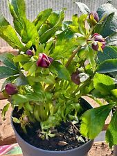 Helleborus hybridus hello for sale  KEIGHLEY