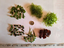 exotic fish for sale exotic fish for sale HUDDERSFIELD