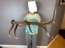 Elk shed antler for sale  Moscow