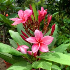Plumeria rubra frangipani for sale  LLANELLI