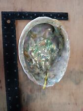 Wild abalone shell for sale  Eureka