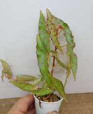 Begonia amphioxus plant for sale  Lexington