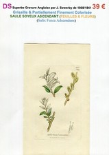 XIX è- SAULE SOYEUX ASCENDANT (Salix Fusca Adsce.) Feuilles & Fleurs - 1808/1841 comprar usado  Enviando para Brazil