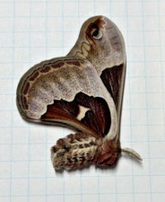 Saturnidae callosamia promethe d'occasion  Expédié en Belgium
