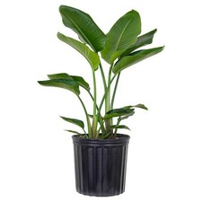 White bird paradise for sale  Miami